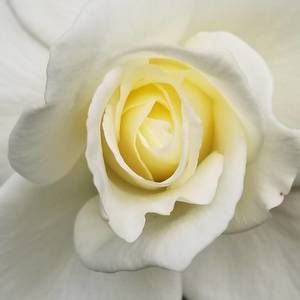 Meet your Posher, Wanda